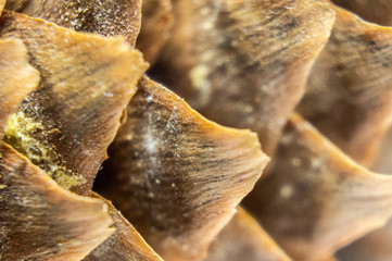Forest wooden cone close-up. Macro photo