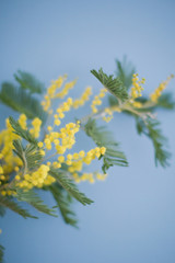 Branch of yellow mimosa tree. Spring blossom tree.