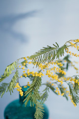 Branch of yellow mimosa tree. Spring blossom tree.