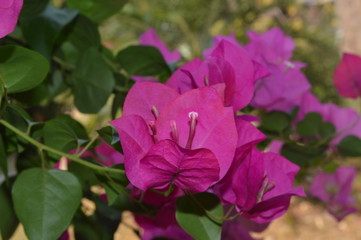 Bright bougainvillea flowers that grow in the garden.