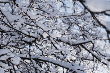 Tree branches covered by snow and ice. Tree branches on a sunny frosty day.
