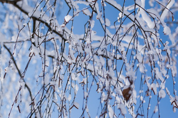 Tree branches covered by snow and ice. Tree branches on a sunny frosty day.