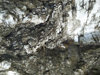 bark of a tree