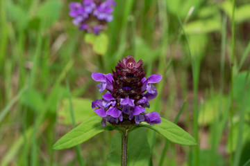 Beautiful prunella vulgaris are growing on a green meadow.