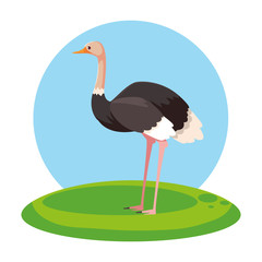cute ostrich with background landscape