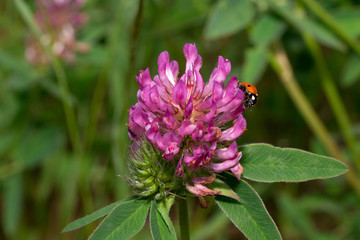 Beautiful ladybug is sitting on a clover flower.