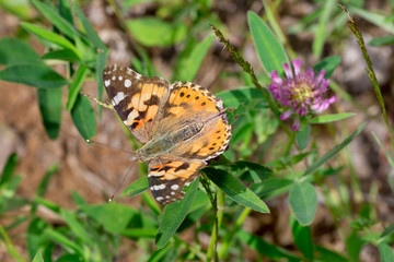 Beautiful vanessa cardui is sitting on a green meadow.