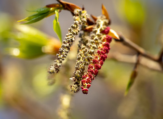 The maple bud opened in the spring