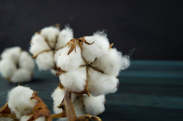 Natural cotton bolls with a branch