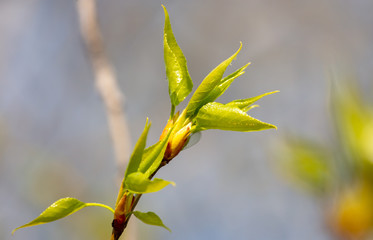 The maple bud opened in the spring