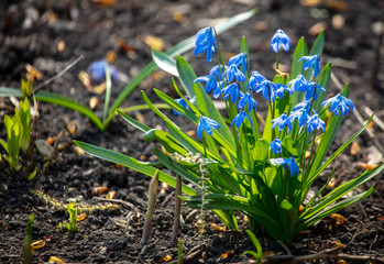 Blue flower in the spring park