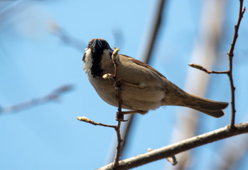Sparrow on a tree branch against the blue sky