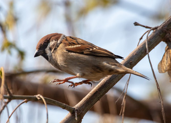 Sparrow on a tree branch against the blue sky
