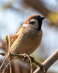 Sparrow on a tree branch against the blue sky