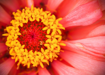 Close-up photo of yellow petals and dark pink petals of zinnia