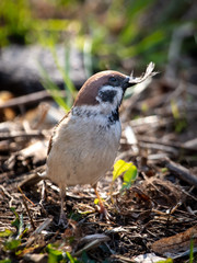 Sparrow on the ground in spring