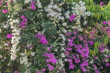 Blooming Magenta bougainvillea flower in a garden.Pink and white  bougainvillea flower background.