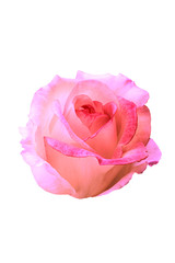 pink rose on white background.