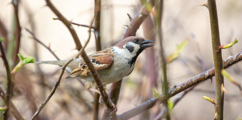 Sparrow on a branch in the spring