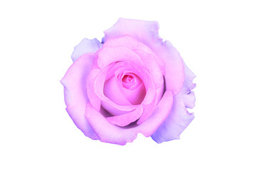 purple rose on white background.