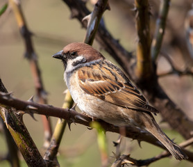 Sparrow on a branch in the spring