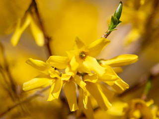 Obraz premium Yellow flower in the park in spring