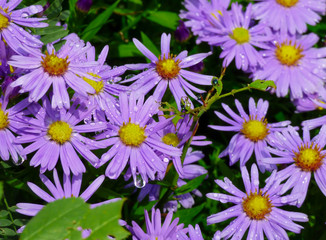 autumn asters with raindrops
