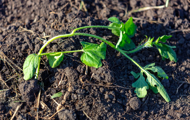 Watermelon seedlings in the ground in spring