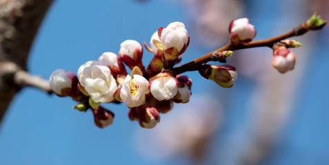 Apricot flowers on a background of blue sky in spring