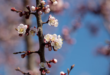 Apricot flowers on a background of blue sky in spring