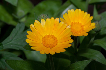 Two beautiful calendula flowers are growing on a green meadow.