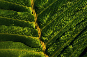 Naklejka na ściany i meble Close-up view of the green fern leaves in tropical forest