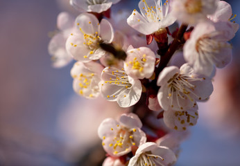 Naklejka na ściany i meble Flowers on apricot in the park in spring