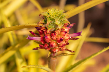 Pineapple grown in a flower pot