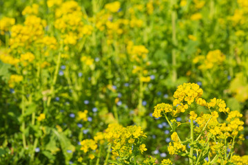 菜の花畑