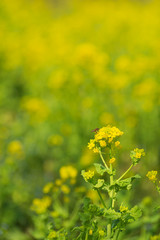 菜の花の蜜に誘われる蜜蜂
