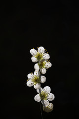 Fototapeta na wymiar 闇の中で光る白梅の花