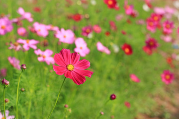 Obraz na płótnie Canvas Blooming cosmos flower in the summer garden