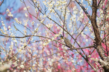 タンポポの花を咥えるヒヨドリ