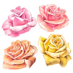 flower rose set with, art illustration painted with watercolors isolated on white background