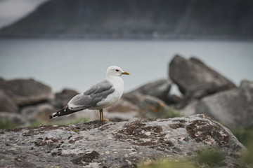 Obraz premium Seagull on sea fjord shore