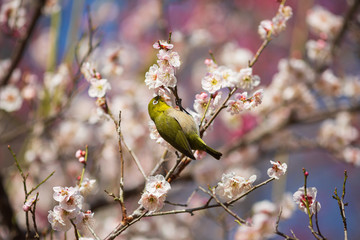 白梅の蜜を吸う目白