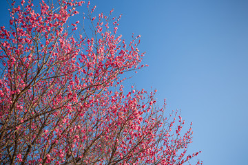 青空に映える紅梅