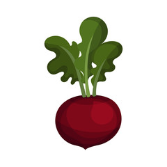 Fresh Beet with Top Leaf Isolated on White Background Vector Illustration. Organic Food for Cooking