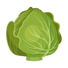 Head of Cabbage Isolated on White Background Vector Illustration