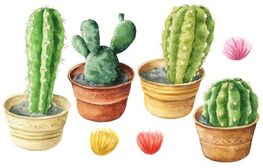 Cacti with flowers watercolor illustration, botanical cactus set isolated on white background. Hand drawn illustration.