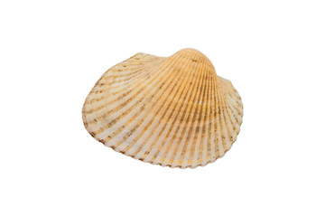 close up of  sea shell isolated on white background with clipping path
