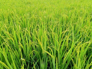Green rice plants in the fields
