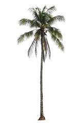 coconut palm tree isolated on white background with clipping path