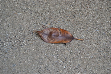 Coarse sand with dry leaves